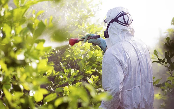 Munkás fumigating ültetvénye citromfák Spanyolországban — Stock Fotó