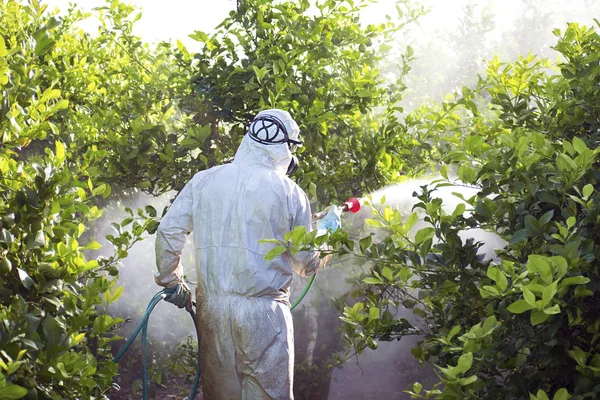 Pracovník, který na fumigaci citronové plantáže ve Španělsku — Stock fotografie