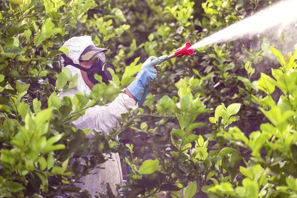 Pracovník, který na fumigaci citronové plantáže ve Španělsku — Stock fotografie
