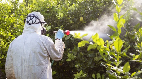 İspanya'da limon ağaçlarının plantasyon işçi fumigating