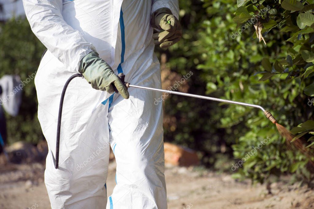 Man spraying toxic pesticides, pesticide, insecticides on fruit lemon growing plantation, Spain, 2019.