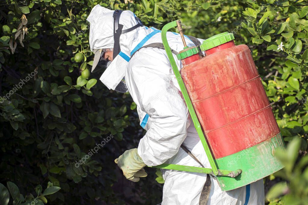 Man spraying toxic pesticides, pesticide, insecticides on fruit lemon growing plantation, Spain, 2019.