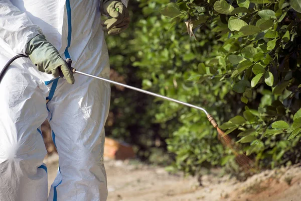 Man sprejování toxických pesticidů, pesticidů, insekticidů na ovocné citrony pěstování plantáže, Španělsko, 2019. — Stock fotografie