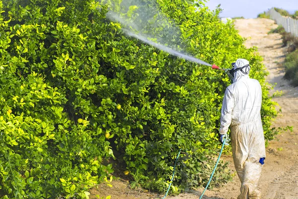 Weed control spray fumigation. Industrial chemical agriculture. Man spraying toxic pesticides, pesticide, insecticides on fruit lemon growing plantation, Spain, 2019.