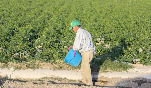 Murcia, Spagna, 2 ottobre 2019: Vecchio contadino che lavora in una piantagione agricola in Spagna durante lavori stagionali . — Foto Stock