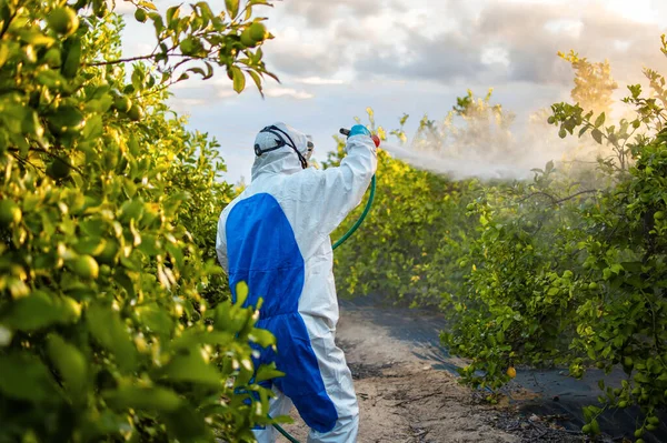 Agricultor em roupas protetoras pulverizar pesticidas. Trabalhador agrícola pulverizar inseticida pesticida em árvores de limão de frutas. Inseticidas ecológicos. — Fotografia de Stock