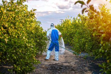 Koruyucu elbiseli çiftçi böcek ilacı sıkıyor. Çiftlik işçisi, meyve limonu ağaçlarına böcek ilacı sıkıyor. Ekolojik böcek ilaçları