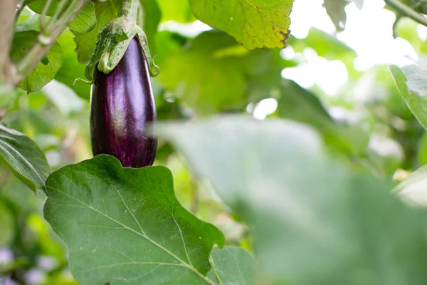 Ecological little eggplant hanging from plant. Aubergine, or brinjal, is a plant species in the nightshade family Solanaceae. Solanum melongena.