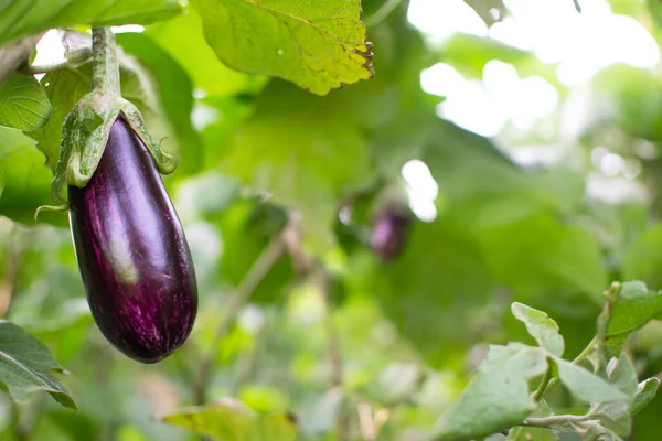 Pequena Berinjela Ecológica Pendurada Planta Aubergine Uma Espécie Planta Com — Fotografia de Stock