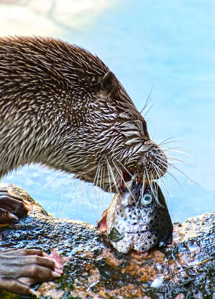 Wild otter feeding from a fish at a lake