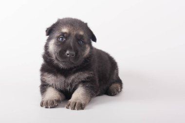 Küçük bir köpek yavrusu gri bir arka plan üzerinde yatıyor. Doğu Avrupa çoban.
