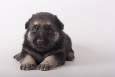 Küçük bir köpek yavrusu gri bir arka plan üzerinde yatıyor. Doğu Avrupa çoban.