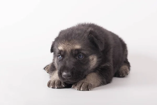 Small Puppy Lies Gray Background East European Shepherd — Stock Photo, Image