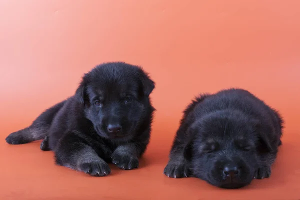 İki Doğu Avrupa çoban kukla yan yana turuncu bir arka plan üzerinde yalan