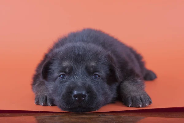 Küçük bir köpek yavrusu turuncu bir arka plan üzerinde yalan ve kameraya bakıyor. Doğu Avrupa çoban