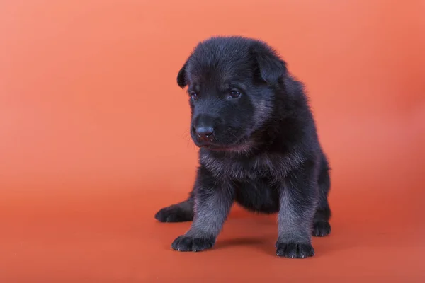 Turuncu bir arka plan üzerinde oturan köpek yavrusu. Doğu Avrupa çoban
