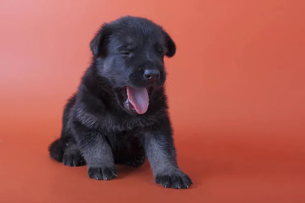 Küçük bir köpek yavrusu oturur ve esner. Turuncu zemin üzerine uykulu köpek yavrusu