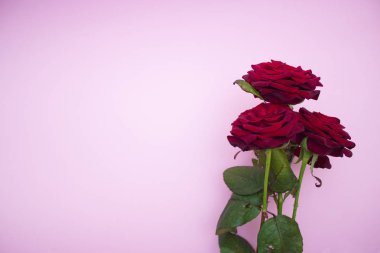 Gül pembe bir arka plan, kırmızı gül buketi üzerinde. Sevgililer günü, anneler gününü. Mutlu kadınlar günü. Cpace kopyalayın. Tatil için çiçekler
