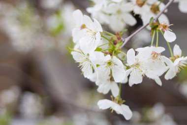 Kiraz çiçekli kart. Yakın çekim.