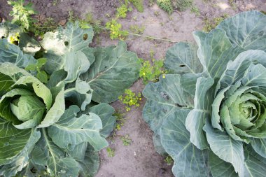 Taze lahana, bahçede büyüyen lahana, lahana..