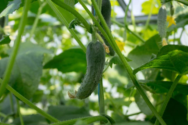 Pepinos en la cesta y flor de pepino en la vid, la agricultura y el concepto de cosecha — Foto de Stock