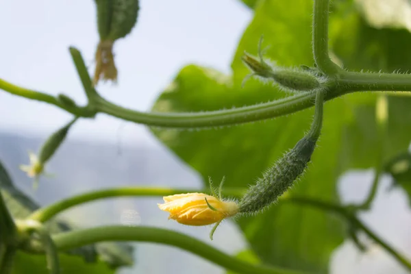 Plantación de pepino de invernadero, concepto de jardín — Foto de Stock