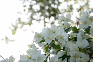 Yasemin çiçeği, baharda bahçe beyaz çiçekler..