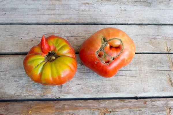 Dois tomates feios em um fundo de madeira, conceito não ideal — Fotografia de Stock