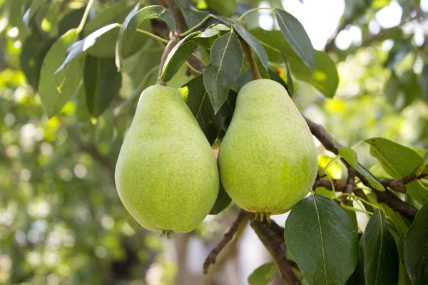 Yaz bahçesinde olgun organik armutlar.