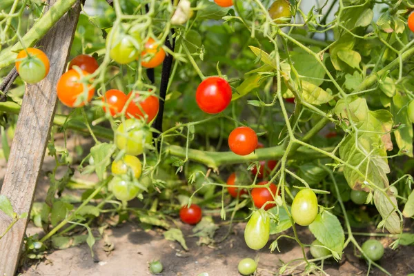 Tomate Cereja Amadurecendo Tomates Ramo Uma Estufa — Fotografia de Stock