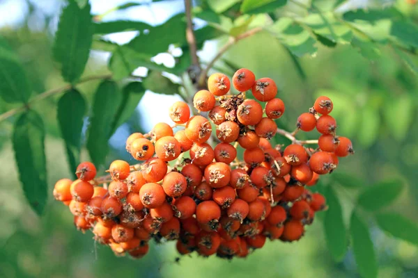 Rowan olgunlaşmış, kırmızı dutlar.