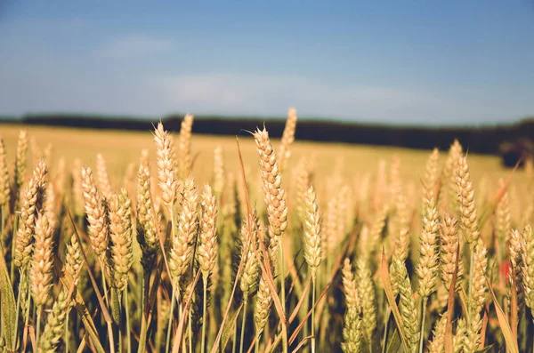 Campo Con Trigo Dorado Creciendo Verano —  Fotos de Stock