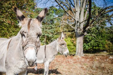 Kırsal kesimde bir çiftlikte iki eşek