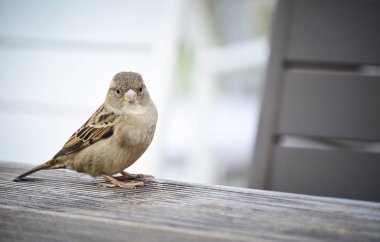 Sparrow, şirin küçük kuş, bir masada oturan ve kameraya bakıyor