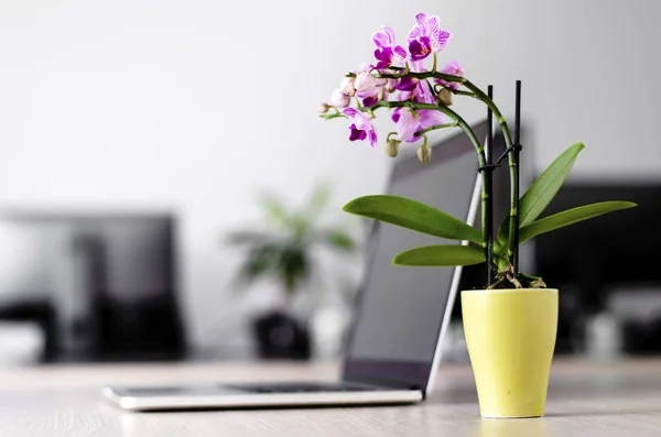 Tidy work office desk with laptop and a flower plant