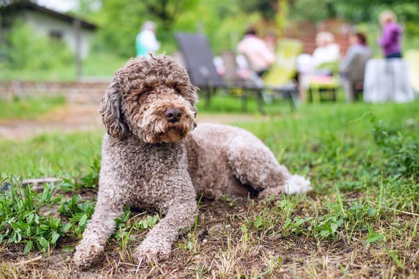 Lagotto romagnolo, sevgi dolu aile köpeği