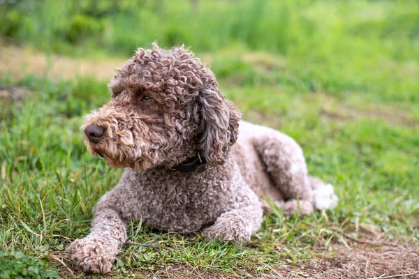  Lagotto romagnolo, kıvırcık, yünlü, yoğun ceket ile sevimli köpek yavrusu