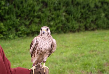 Bir eldiven ile korunan bir insan elinde duran şahin kuş