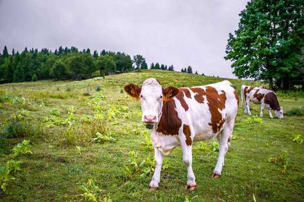 Δύο αγελάδες σε ένα καταπράσινο βοσκότοπο στις γαλλικές Άλπεις — Φωτογραφία Αρχείου