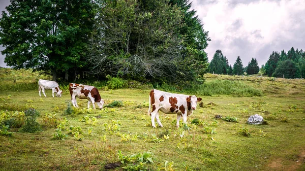 Free alpine cows grazing on a green mountain pasture — Stock Photo, Image