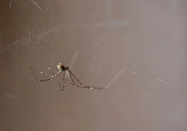 Inicio Araña Del Sótano Papi Piernas Largas Telaraña Delgada Primer — Foto de Stock