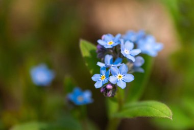 Ormandaki küçük, güzel, mavi, unutma beni çiçekleri. Myosotis palustris..