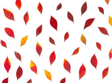 Beyaz arka planda küçük kırmızı yapraklı güzel sonbahar deseni. 