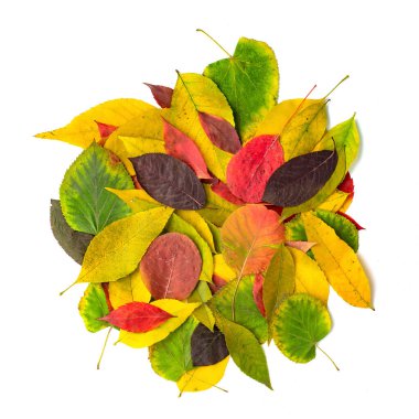 Renkli sonbahar kuru yapraklarının üst görünümü beyaz arkaplanda izole edilmiş
