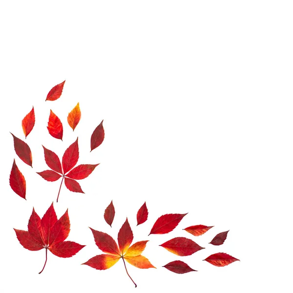 Natural Red Autumn Leaves Decoration Simple Seasonal Greeting Card White — Stock Photo, Image