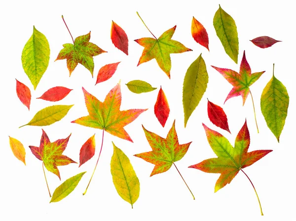 Візерунок Кольорових Осінніх Листя Дерева Червоний Зелений Жовтий Різних Формах — стокове фото