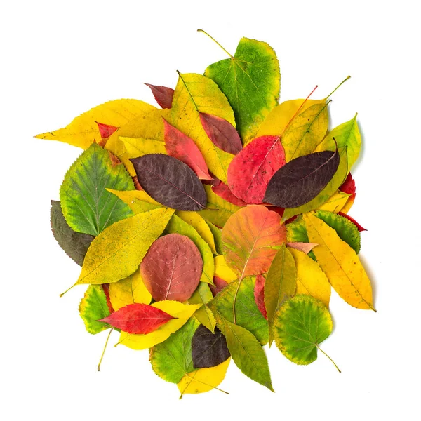 Draufsicht Auf Bunte Herbst Trockene Blätter Haufen Isoliert Auf Weißem — Stockfoto