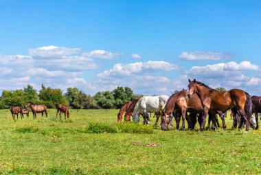 Güneşli bir günde geniş yeşil bir çayırda otlayan bir grup vahşi at. Hayvan özgürlüğü..  