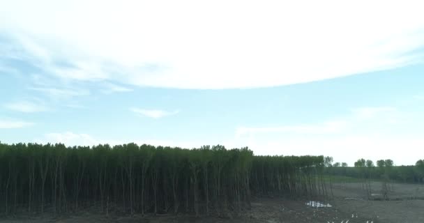 Végtelen Zöld Erdő Egy Baljós Látszó Gyár Közepén Felemeli Kamera — Stock videók