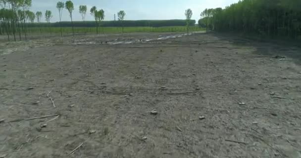 Schneller Flug Über Einen Frisch Gemähten Pappelwald Schlamm Und Wasser — Stockvideo